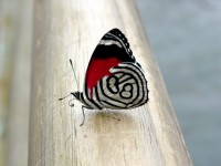 files_news_39622butterflies-wallpaper-hd-butterfly-wallpaper-2-540x405[80045779c653501d7f4ec312cd0c6145].jpg